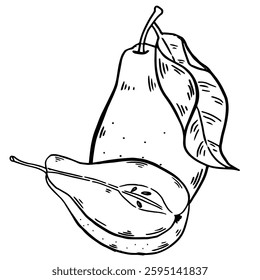 Pear hand drawn composition. Fresh fruit ink sketch Vector illustration