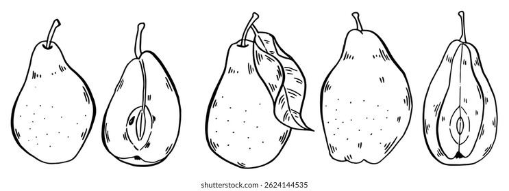 Pear hand drawn composition set. Fresh fruit ink sketch Vector illustration