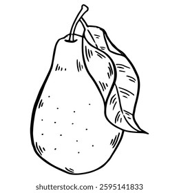 Pear hand drawn isolated. Fresh fruit ink sketch Vector illustration