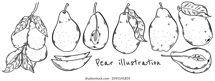 Pear hand drawn isolated set. Fresh fruit ink sketch Vector illustration