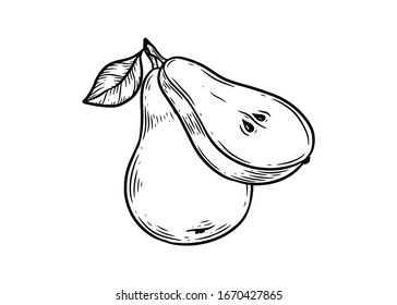 Oso. Ilustración vectorial de peras dibujadas a mano aislada en fondo blanco.