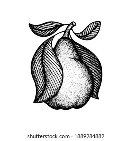 Pear hand drawn vintage style vector illustration. Engraving, retro style drawing pear with leaves. Dotted pear graphic. Part of set.