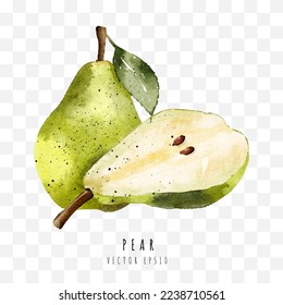 Pear hand drawn watercolor painting isolated on white background,  Vector illustration