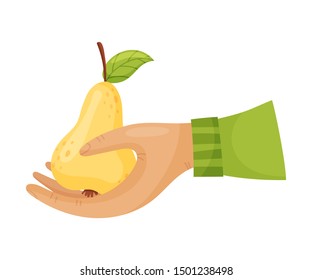 Pear in the hand. Vector illustration on a white background.