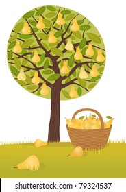 Pear harvest
