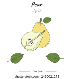 Pear illustration with line art. Set of Pear. Hand drawn Pear. Vector illustration. Decorative image of Pear fruit