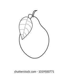 Pear illustration on white background. Vector