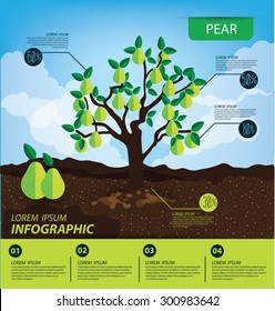 pear, infographics. fruits vector illustration.