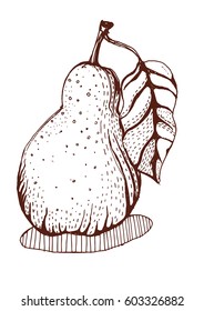  pear ink drawing, illustration, vector,