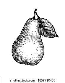 Pear. Ink sketch isolated on white background. Hand drawn vector illustration. Retro style.