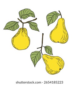 Pera isolada sobre fundo branco. Natural deliciosa fruta fresca e saborosa. Peras doces com folhas. Conceito alimentar. Ilustração vetorial para design.