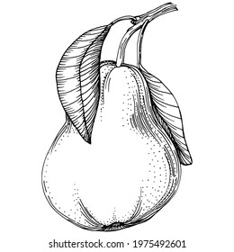 Pear isolated sketch with hand drawn illustartion. Element fruit vector on white background.