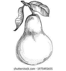 Pear isolated sketch with hand drawn illustartion. Element fruit vector on white background.
