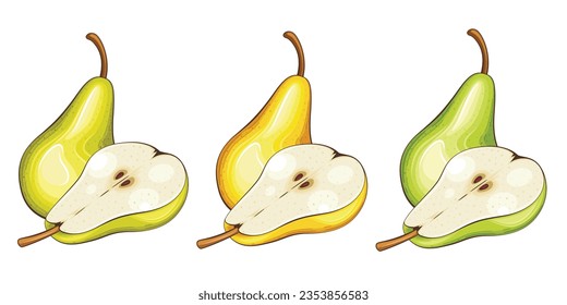 Pear isolated vector illustration. Fruits colorful illustrations isolated on white background.  Fruit collection.