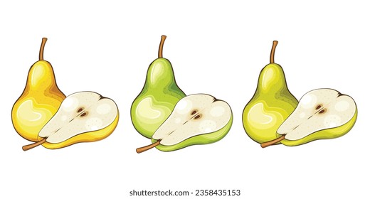 Pear isolated vector illustration. Fruits colorful illustrations isolated on white background.  Fruit collection.