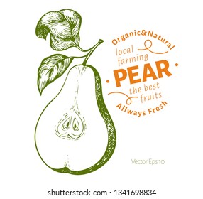 Pear with leaves. Hand drawn vector garden fruit illustration. Engraved style fruit. Vintage botanical illustration.