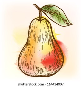 Pear. Original vector illustration, imitation of watercolor painting