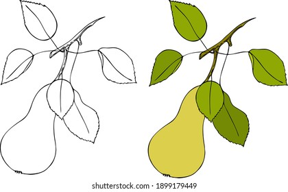  Pear outline drawing doodling and colored, isolated.
