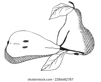 Pear outline illustration vector image. Hand drawn pear sketch image artwork. Simple original logo icon from pen drawing sketch.