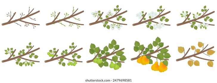 Pear phenological development stages of plants. Budding and flowering. Ripening growth period on a branch. Vector illustration.