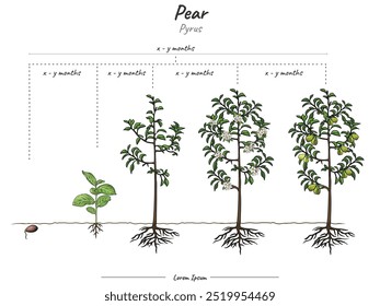 Elementos infográficos dos estádios de crescimento da planta de pera. Estágio de crescimento Modelo de planta de pera. tempo para crescer uma planta de pera e sua explicação. Pode ser usado para tópicos como biologia ou educação 