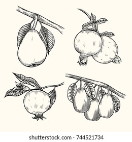 Pear and pomegranate currant, branches, leaves isolated on white background. Hand drawing. Vintage. Black and white. Vector.
