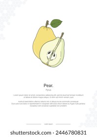 Pear - Pyrus illustration wall decor ideas or poster. Hand drawn Pear isolated on white background