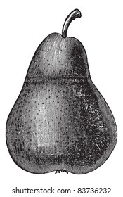 Pear Or Pyrus Sp., Vintage Engraved Illustration. Trousset Encyclopedia (1886 - 1891).