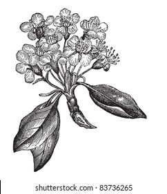 Pear or Pyrus sp., vintage engraved illustration, showing flowers (left) and fruit (right). Trousset encyclopedia (1886 - 1891).