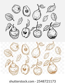 Pear and quince fruit, set sketch illustration, one color, shapes, hand drawn vector, transparent background