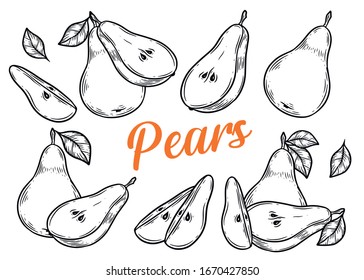 Pear set. Hand drawn pears vector illustration isolated on white background.