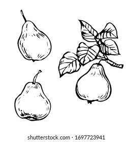 Pear set with leaves and branch, hand drawn ink outline sketch doodle illustration collection set, design for coloring book page