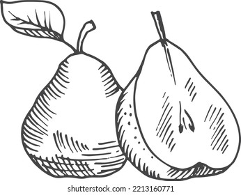 Pear Sketch. Fresh Ripe Whole Fruit And Half Cut