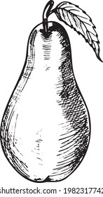 Pear sketch illustration. Hand drawn pear. Vector illustration, isolated on white background