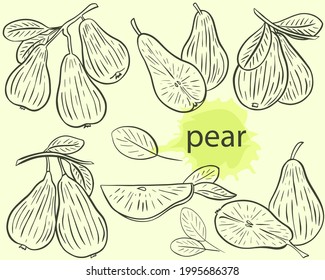 Pear sketch set, vector. Fruits on a branch, whole and pieces. Collection of pears, hand drawing. Engraving, isolated objects.