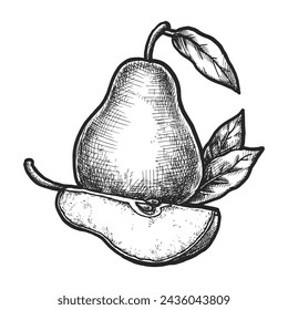Pear sketch or vector fruit for juice. Hand drawn superfood for organic and natural diet. Agriculture harvest for jam ingredient. Vegan and vegetarian cuisine. Gardening and vitamin, grocery food