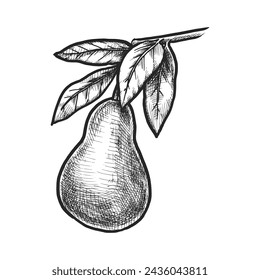 Pear sketch or vector plant hand drawn. Drawing for botany or biology, grocery market or gastronomy menu. Jam and juice nectarine object. Vintage engraving of superfood. Vegan and vegetarian fruit