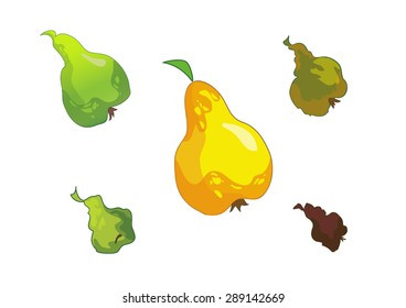 pear. stages of maturation. vector