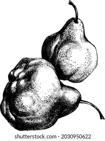 Pear summer fruit. Hand drawn ink sketch isolated on white background. Engraving, retro style vector illustration. Detailed vegetarian food sketch. Great for poster, print, menu, package, cards