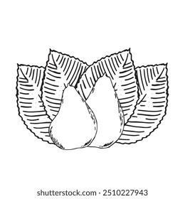 Tema de pera em gráficos. Mão desenha ilustrações gráficas em um fundo branco. Tema de pera para design