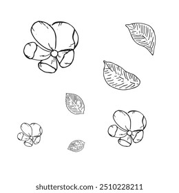 Tema de pera en gráficos. Dibuja a mano ilustraciones gráficas sobre un fondo blanco. Tema de pera para el diseño