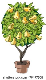 pear tree