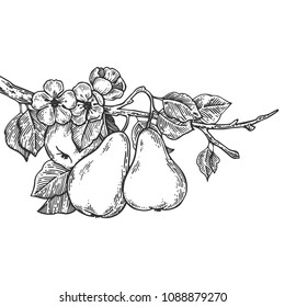 Pear tree branch engraving vector illustration. Scratch board style imitation. Hand drawn image.