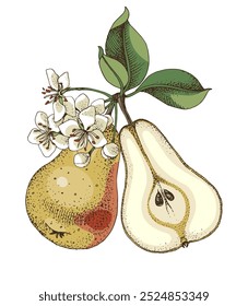 Pear tree branch hand drawn vector