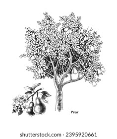 Pear tree and branch vector