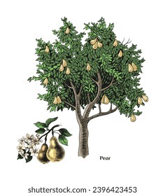 Pear tree and branch vector