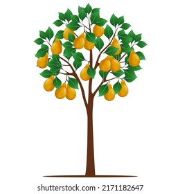 Pear tree with fruits on a white background.