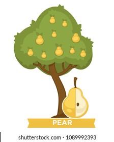Pear tree full of ripe juicy fruits in thick foliage