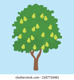 Pear tree with green pears