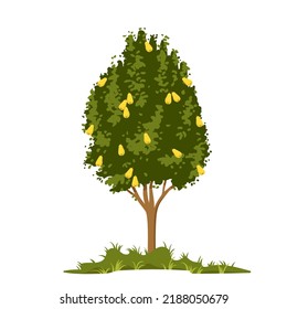 Pear Tree Growing In Farm Garden Vector Illustration. Cartoon Isolated Silhouette Of Cultivated Tree With Trunk, Hanging Ripe Yellow Pears And Green Leaves On Branches, Fruit Cultivation And Farming